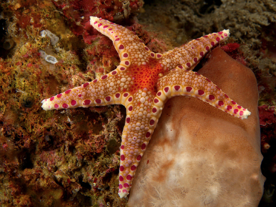  Neoferdina insolita (Livingstone’s Sea Star)